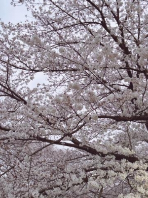 石野やよい 桜?