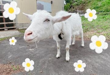 菜月ももこ わーい??