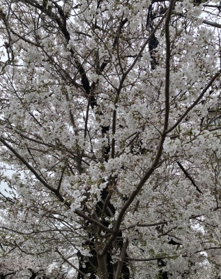 立花 桜