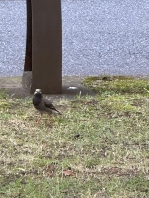 浜中 ✨何鳥さんだろう？️ ✨