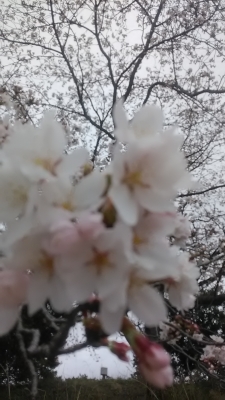 藤 桜が満開