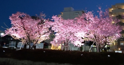 しずか 夜桜です！