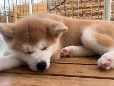 まなつ 秋田犬