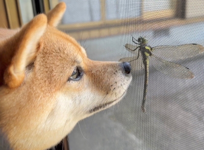 さわ (　￣ー￣)　まだまだ無力なのです