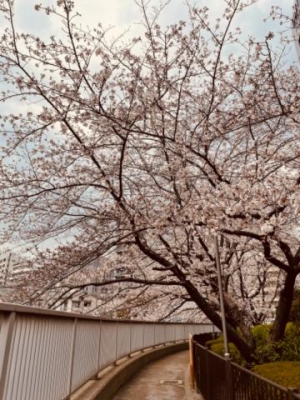 みき 桜