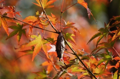 里中まなみ 絶滅危惧種のミノムシ