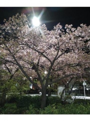 Yui 夜桜