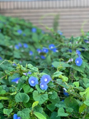 つかさ 昨日、今日のお礼です