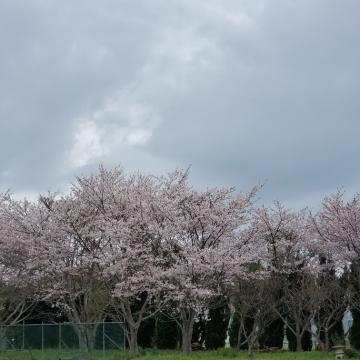 松山 桜～