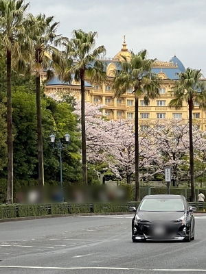 ちとせ 最上の桜