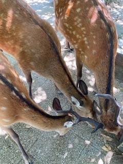 ばなな リクエスト❤️