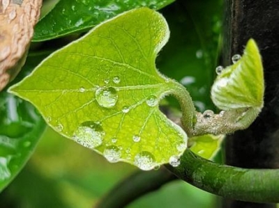 あいこ スタートは雨