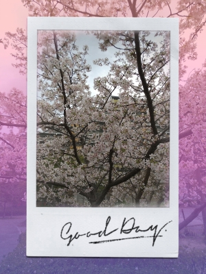桜-さくら 3月✨