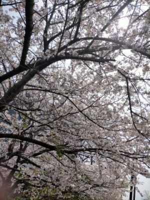 りの 桜見てきたよ