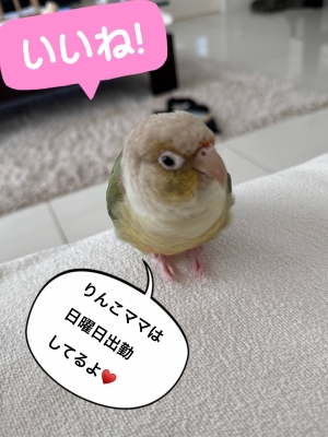 りんこ お知らせ♥️