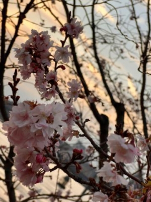 つぼみ もう桜が咲いてるー！