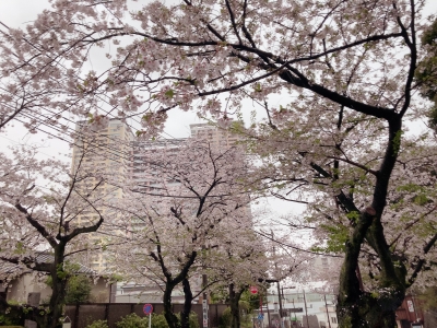 サヤカ 雨の中の桜‪ 