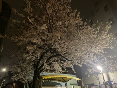 ヒトミ いつかの桜〜｡❀ 