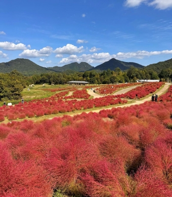 川上あいり 次回出勤