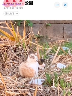 ひなこ 野生のヌコちゃま