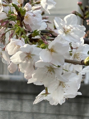みく 桜を見てきました。