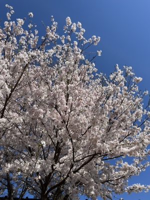 くれは 桜満開