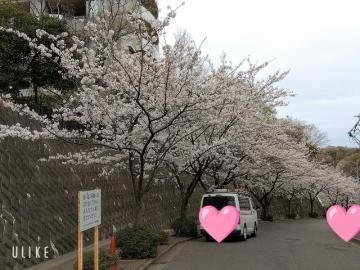 大綱 桜が綺麗に咲く季節になりました