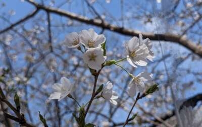 ゆみ 桜