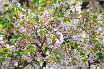 山岡かすみ 葉桜♪の季節に、、。今月の出勤予定?