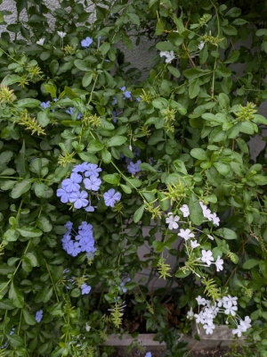 ふじよ 完熟ばなな川崎店ふじよです　季節のお花をお届けします