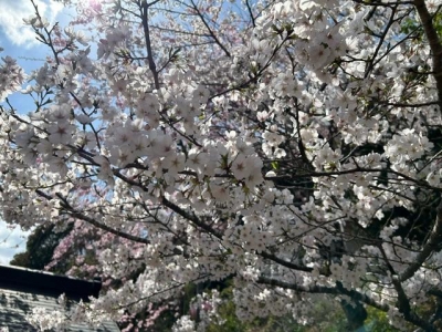 さき 昨日の桜
