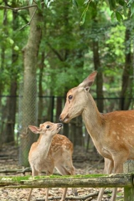 ひさこ 明日も出勤します