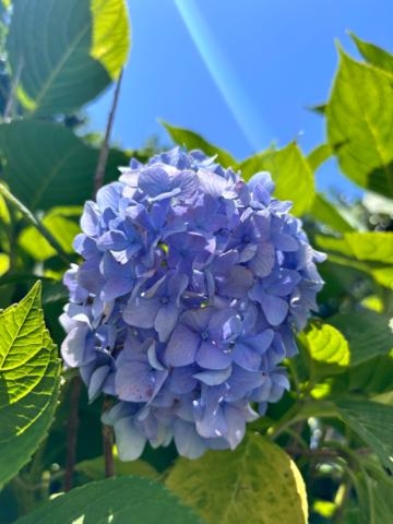 竹中ほずみ 紫陽花が綺麗