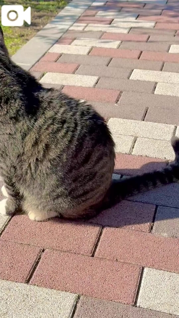 野島かのこ サバトラちゃん?