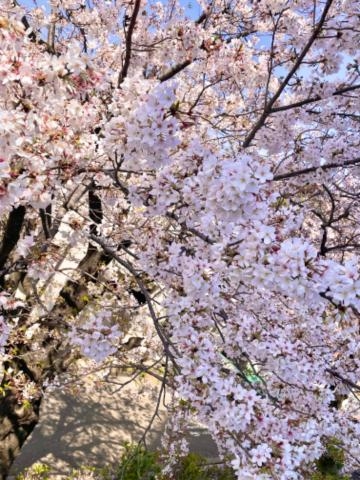 木下あけみ 今日から4月?