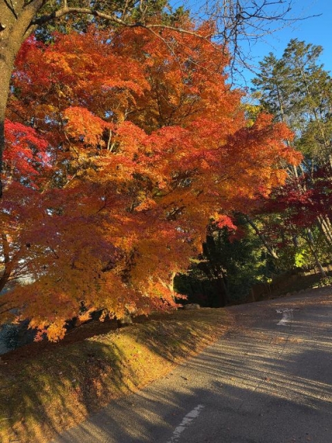 市川ともこ おはようございます