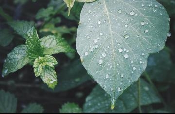 早川 あいにくの雨