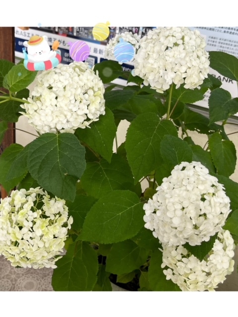 はるか 今日は特に暑い