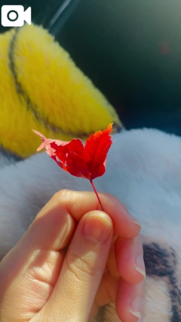 桜野ゆりな 紅葉?