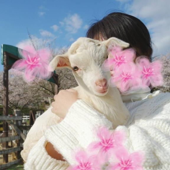 桜木 予定変更