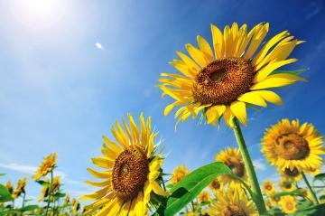 山岡かすみ 8月の花?ひまわり?