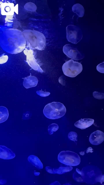 宮野わかな 海月