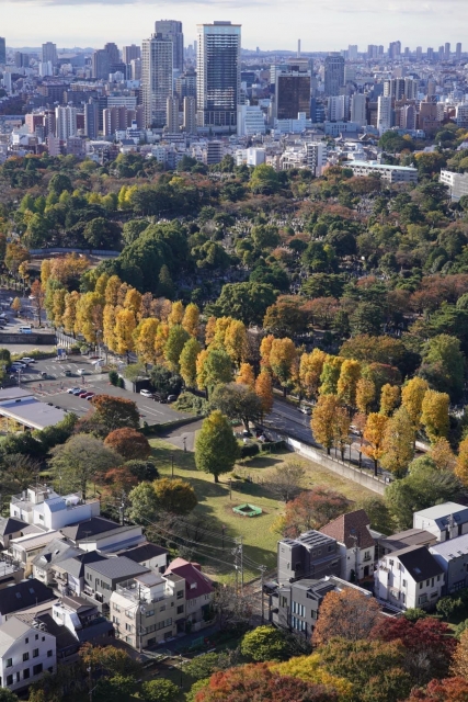 トモミ 紅葉楽しんでますか？