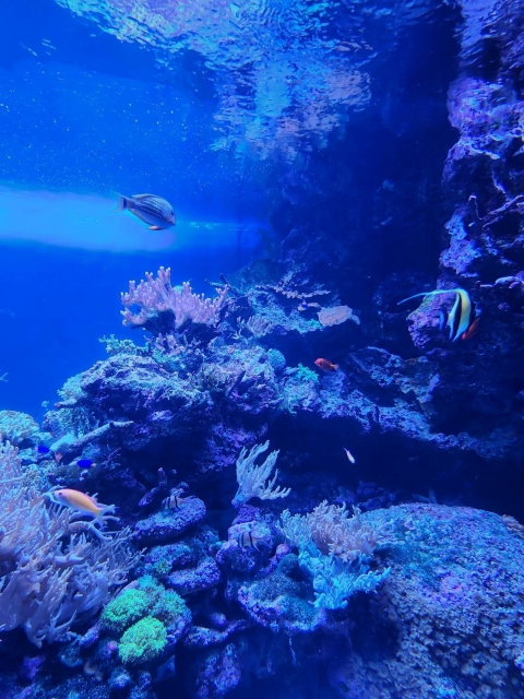 清水 水族館いきたーい