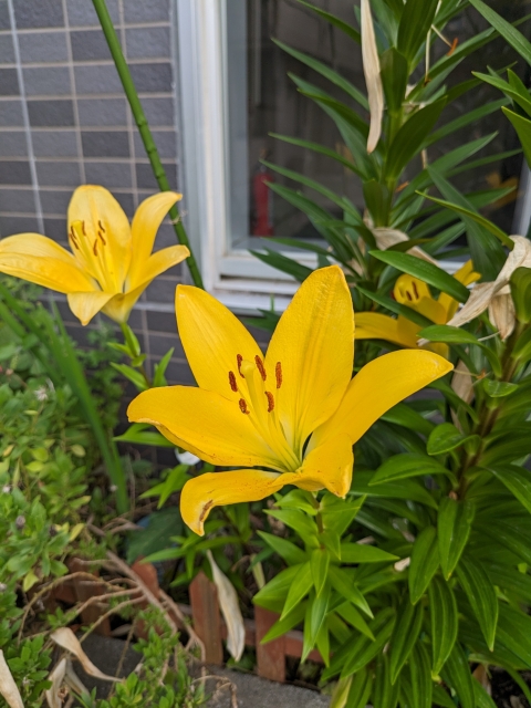 椿 初夏の花｡⁠◕⁠‿⁠◕⁠｡