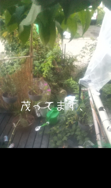 ひろ 茂ってます