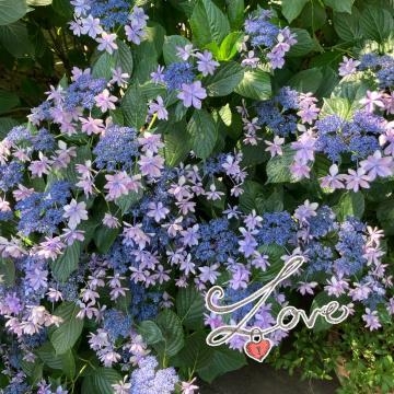 あいこ 梅雨入りはまだかな❓