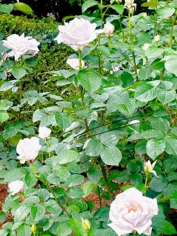 桜井 優子 本日リクエストご予約の