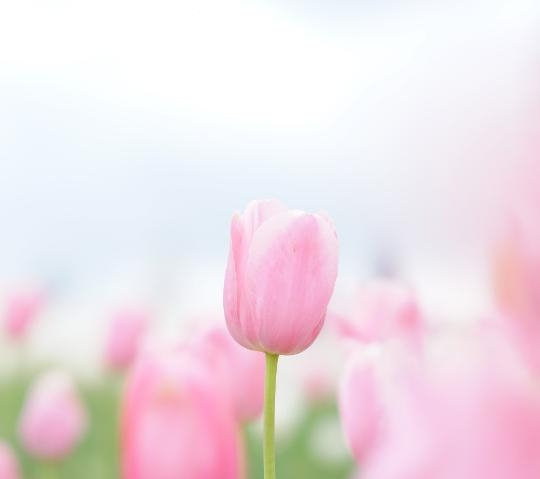 花園 ゆっくり休みました(  ˙꒳​˙  )