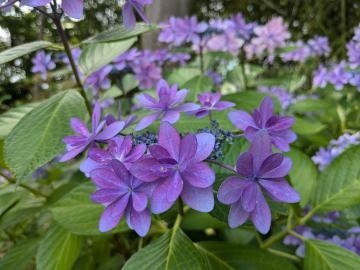 あやめ 雨降りの休日は何して過ごす？